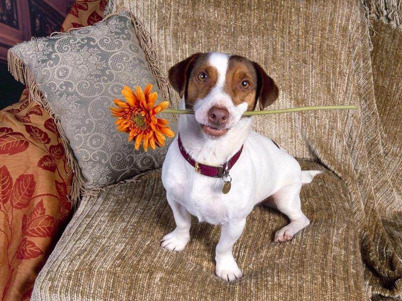 Jack Russell - Jack Russell Terriers Wallpaper (14173945) - Fanpop.jpg