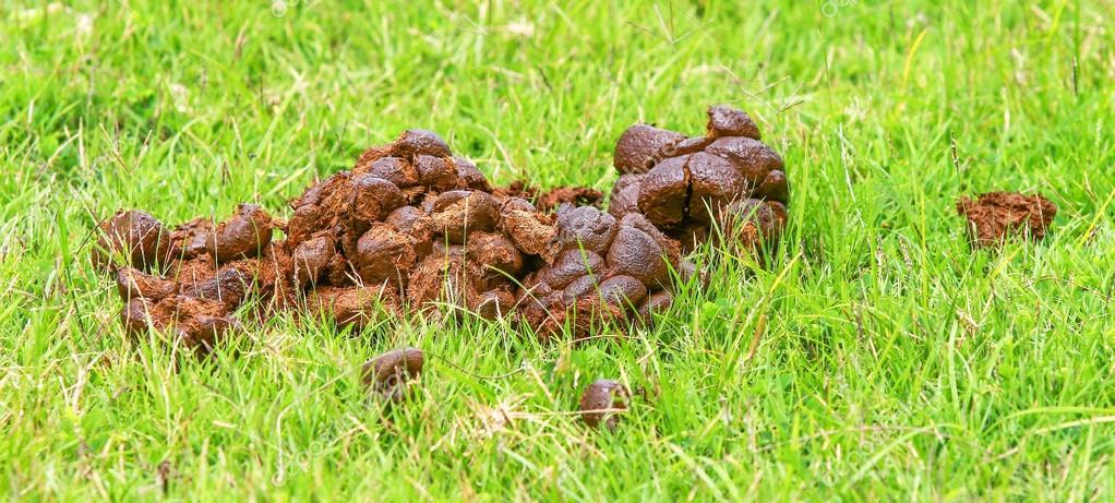 C__Data_Users_DefApps_AppData_INTERNETEXPLORER_Temp_Saved Images_depositphotos_30161661-stock-photo-horse-excrement.jpg