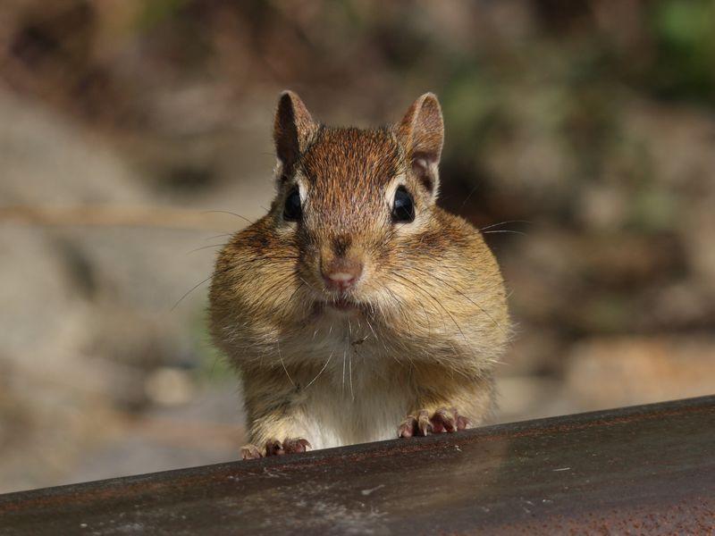 20130918092026chimpmunk.jpg.11b87174654f5f6111091cbd1471af8c.jpg