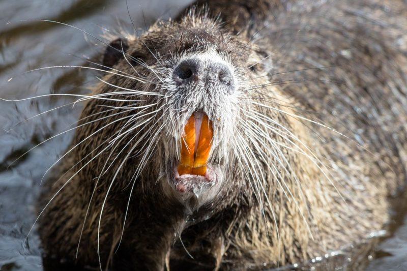 nutria-caratteristiche-800x533.jpg.3e1f37b73c86c84989c08f5a7c26562b.jpg
