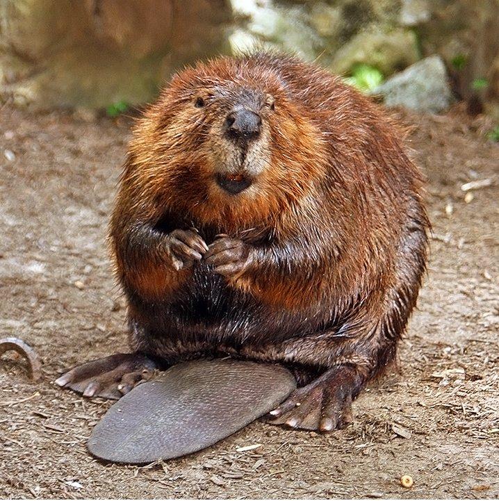 American_Beaver.jpg.b290c4bd0b075ffb3d5f5f38cb056aac.jpg