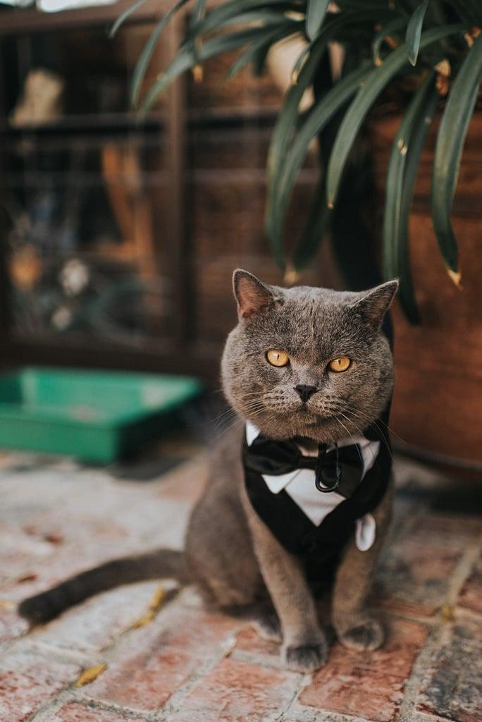 Photos-Cat-Who-Best-Man-Wedding.jpg.a1b87bc18e1542088ba8fa3375a92156.jpg