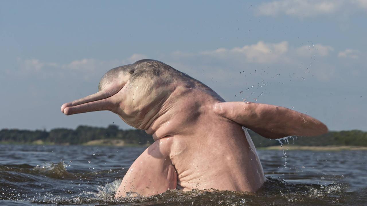 1788709514_IniageoffrensisDauphindelAmazone.thumb.jpg.9bfad9c0a37911d61aeeca71b8957358.jpg