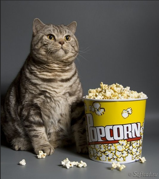 immagine.png.4ea019ed4bb74a6b60eb38add899a794.png