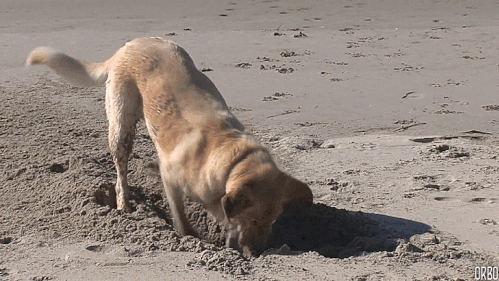 Typeform-Blog-Gifs-Inline05.gif.3f508c981e1d0fe64f4a76cd4b6d6343.gif