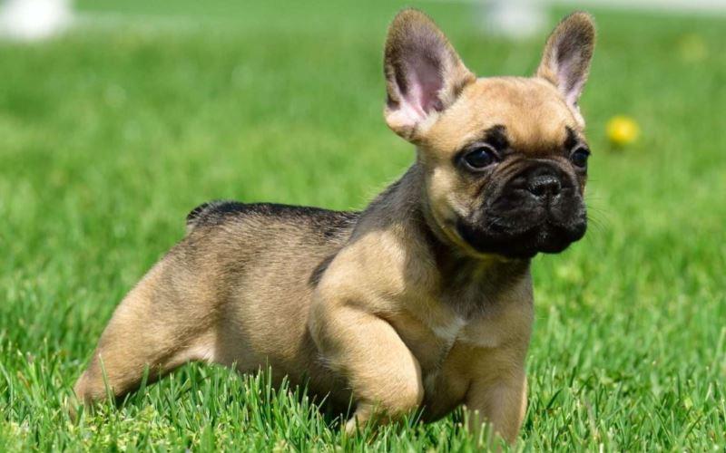 bulldog-francese-cucciolo.jpg.98b394bdf15d573763d55144c3a89c46.jpg