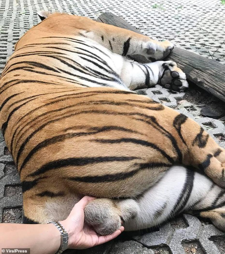 Tiger.thumb.jpg.56e23e3201ea1dcaf1f1021d1f561a56.jpg