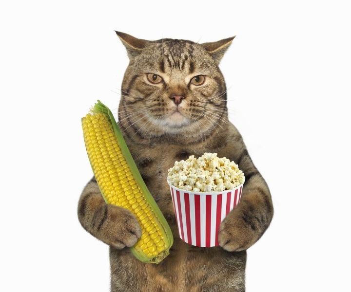 can-cats-eat-popcorn-1.jpg.8eaf312824929016a469971f0e1d974d.jpg
