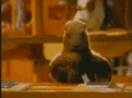 marmotte-close.gif.dd7054c0f9ce3513c8b36e3989c7684b.gif