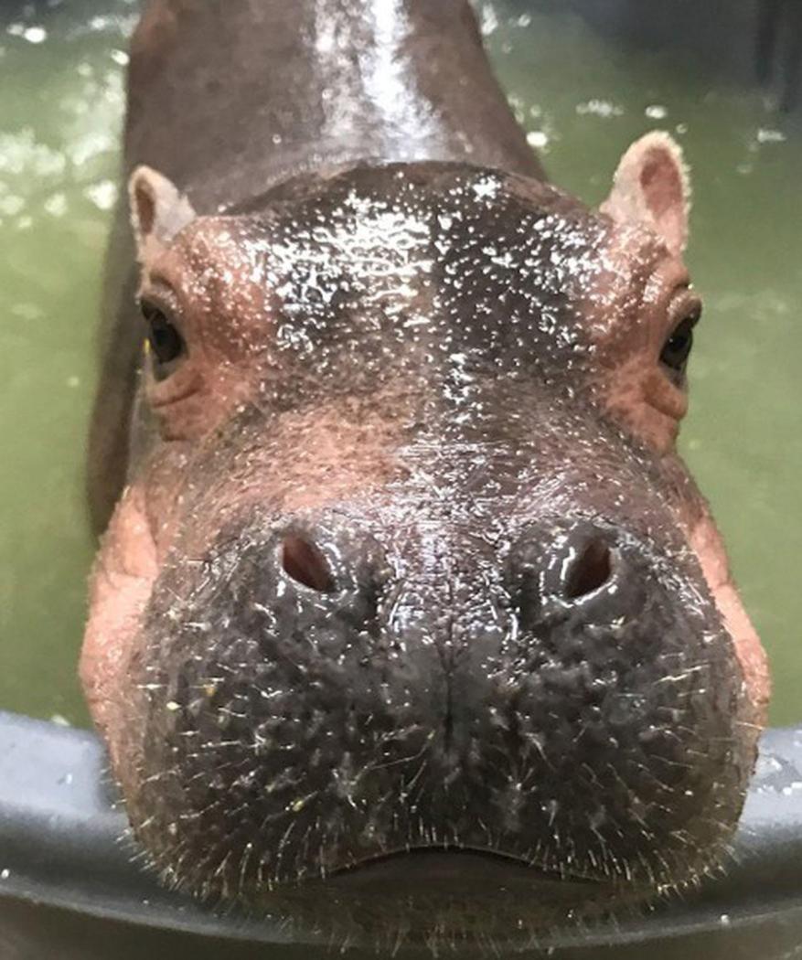 fiona-cincinnati-zoojpg-d2fce8771f9d1310.thumb.jpg.ca98eac59ca87e9ab45fa783d67a8815.jpg