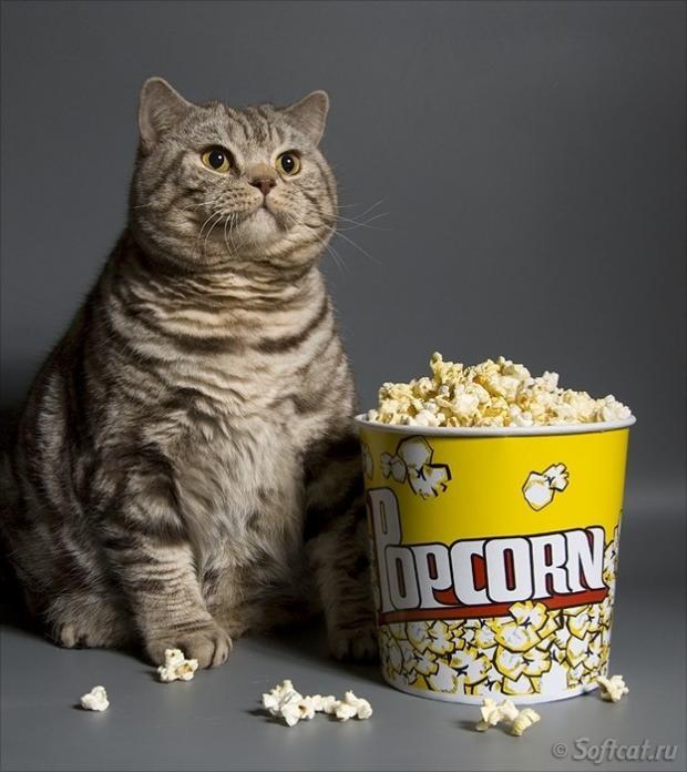Cat-eating-popcorn-meme-7.jpg.49eaab1f8490f0ec375b02020e19c414.jpg